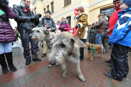 Старый Арбат. Парад в честь Дня Святого Патрика. На снимке: участники парада с собаками.