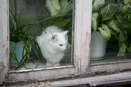 Белая кошка сидит за окном среди комнатных растений.