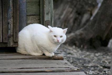 Белая кошка сидит около дома.