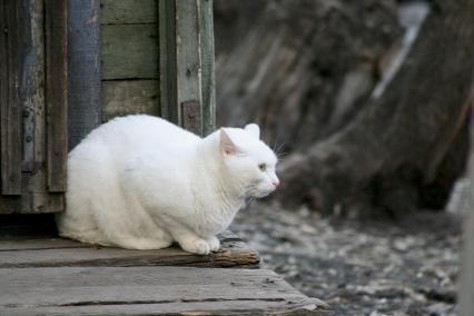 Белая кошка сидит около дома.