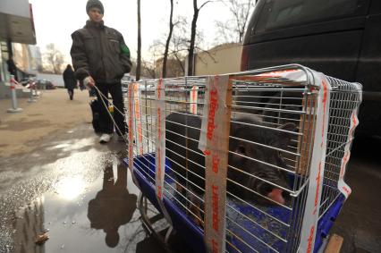 Мальчик везет на санках клетку с поросенком.