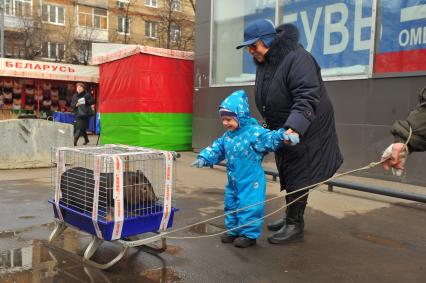 Прогулка с внуком. На снимке: мальчик рассматривает поросенка в клетке.