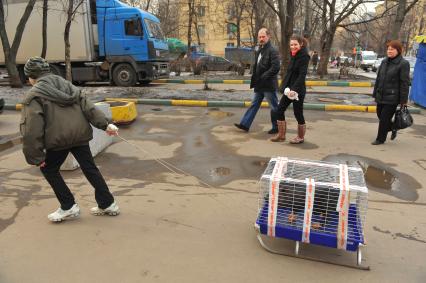 Мальчик везет на санках клетку с поросенком.