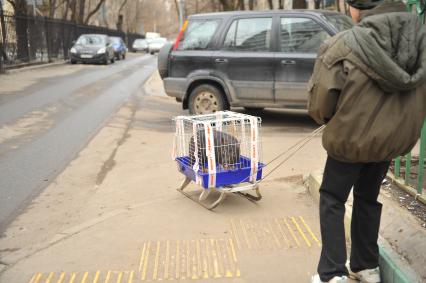 Мальчик везет на санках клетку с поросенком.