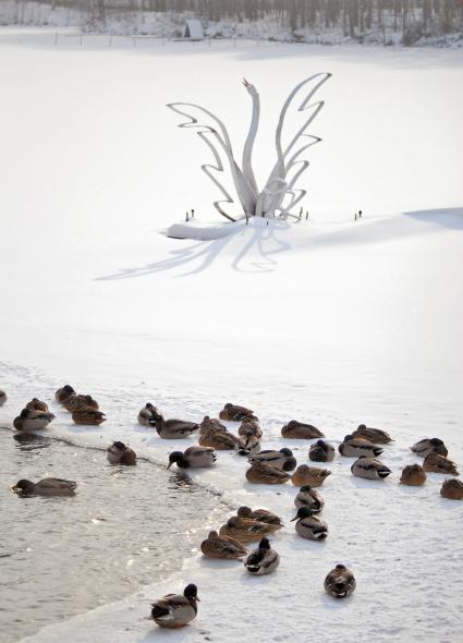 Утки скопились около проруби в замерзшем водоеме. Недалеко стоит скульптурная композиция ввиде лебедя.