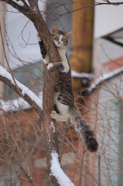 Кошка сидит на дереве.