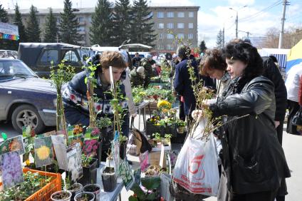 Женщина покупает саженцы на рынке.