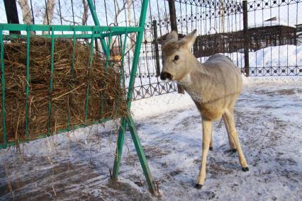 Олененок в барнаульском зоопарке.