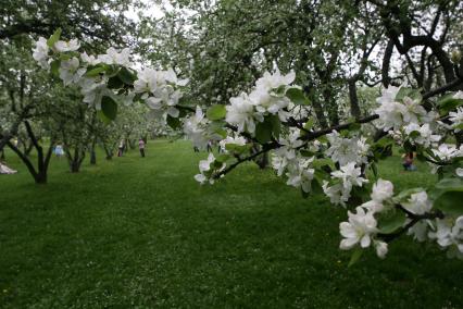 Музей-заповедник `Коломенское`. На снимке: яблоневый сад.
