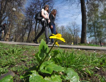 Весна. На снимке: первоцветы на городских улицах.