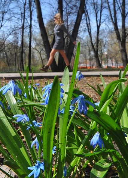 Весна. На снимке: голубые подснежники (пролески) на городских улицах.