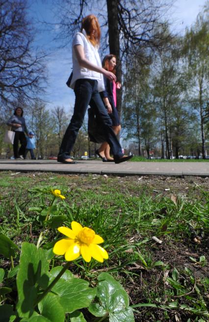 Весна. На снимке: первоцветы на городских улицах.