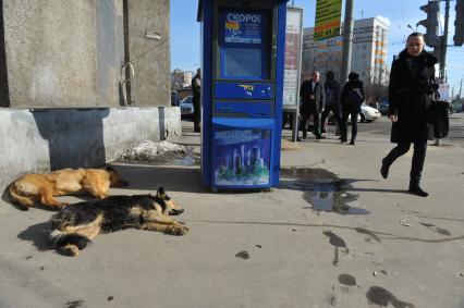 Бездомные собаки  на улице города.