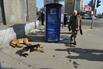 Бездомные собаки  на улице города.