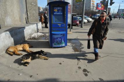 Бездомные собаки  на улице города.