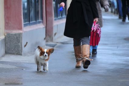 Девушка с собакой идет по городу.