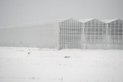 Поселок `Малахово` Раменского района Подмосковья. Компания `Племенной завод `Раменское`. Теплицы, где выращивают розы.