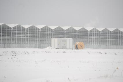 Поселок `Малахово` Раменского района Подмосковья. Компания `Племенной завод `Раменское`. Теплицы, где выращивают розы.