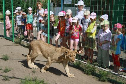 Дети наблюдают за львенком в барнаульском зоопарке.