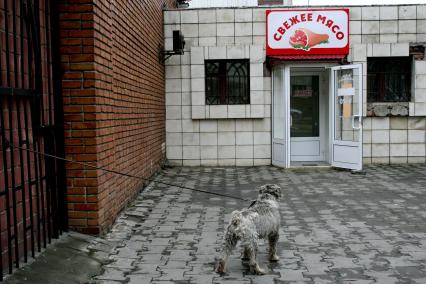 Собака привязанная на поводок у магазина по продаже мяса с жадностью смотрит на входные двери.