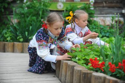 Девочки в русско- народных костюмах собирают клубнику.