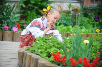 Девочка в русско- народном костюме собирает клубнику.