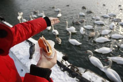 В Калининградском заливе замерзают лебеди. Человек кормит лебедей булочкой.