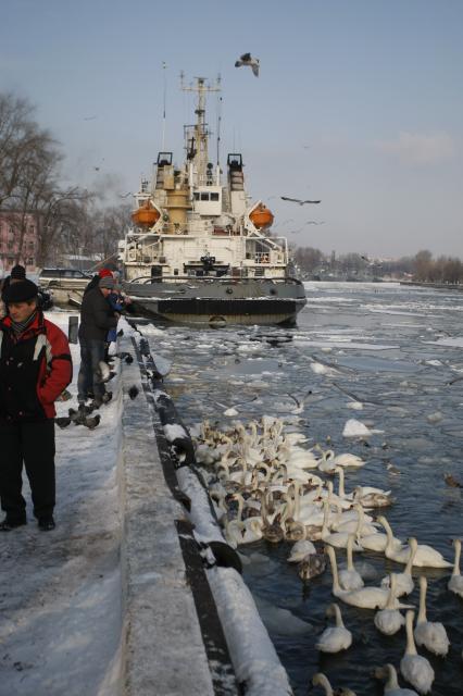 В Калининградском заливе замерзают лебеди.