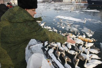 В Калининградском заливе замерзают лебеди. Мужчина кормит лебедей хлебом.