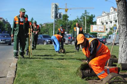 Озеленение города. На снимке: укладка газонной травы на улицах столицы.