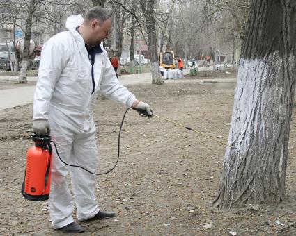 Мужчина в защитном костюме занимается побелкой деревьев.