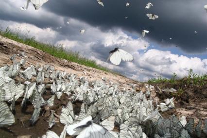 Нашествие бабочек. Село Чернуха, Нижегородская область.