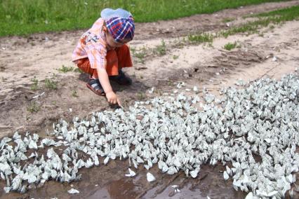 Нашествие бабочек. Село Чернуха, Нижегородская область. Ребенок трогает бабочек.