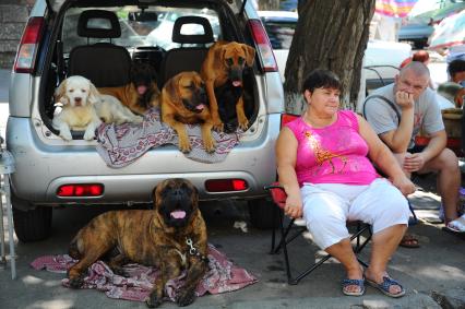 На птичьем рынке продают собак.