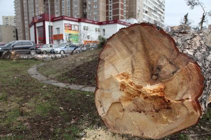 Вырубка деревьев на Ярославском шоссе.