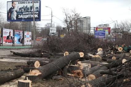 Вырубка деревьев на Ярославском шоссе.