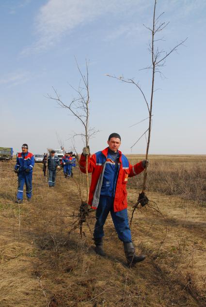 Рабочий коммунального хозяйства несет саженцы деревьев к месту высадки.