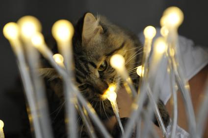 Кошка обнюхивает светодиодный светильник.