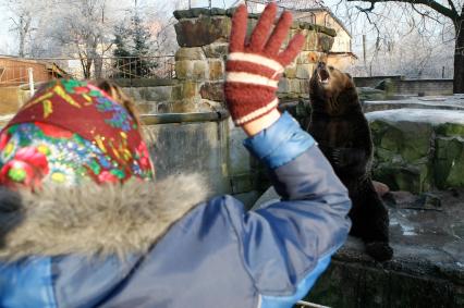 Медведь в калининградском зоопарке зимой.