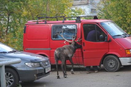 Северный олень