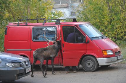 Северный олень