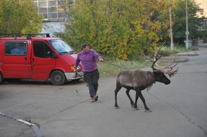 Северный олень