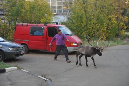 Северный олень