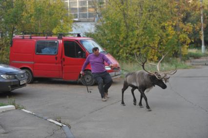 Северный олень