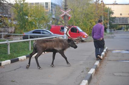 Северный олень