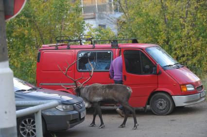 Северный олень