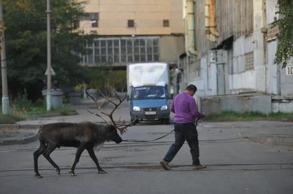 Северный олень