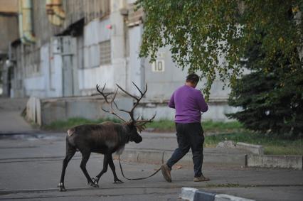 Северный олень