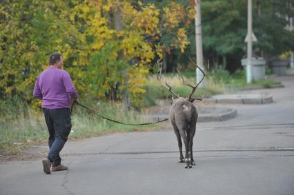 Северный олень