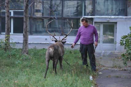 Северный олень